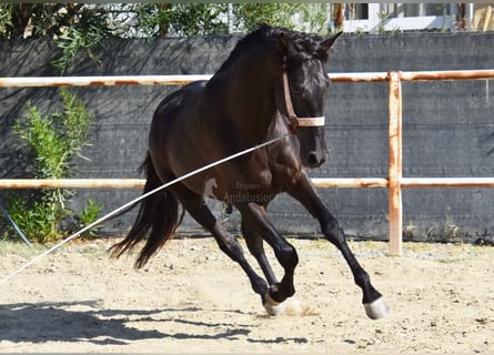 Koń andaluzyjski, Wałach, 4 lat, 160 cm, Kara