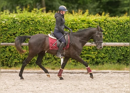 Koń andaluzyjski, Wałach, 4 lat, 160 cm, Karosiwa