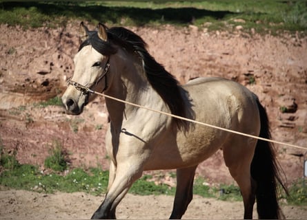 Koń andaluzyjski, Wałach, 4 lat, 161 cm, Bułana