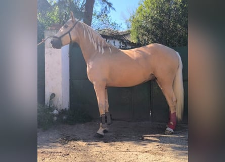 Koń andaluzyjski, Wałach, 4 lat, 162 cm, Izabelowata