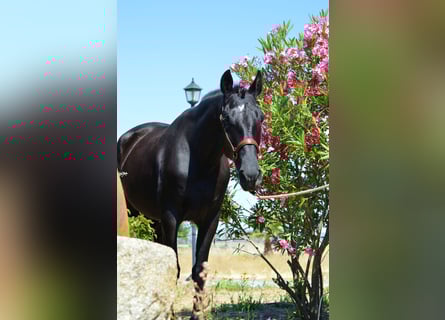 Koń andaluzyjski, Wałach, 4 lat, 166 cm, Kara