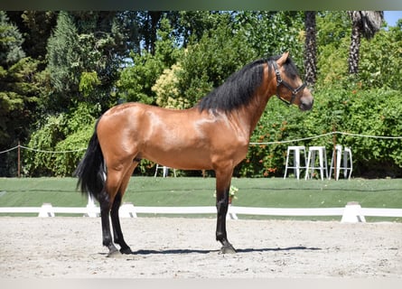Koń andaluzyjski, Wałach, 4 lat, 170 cm, Bułana