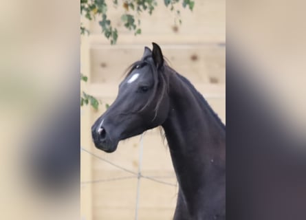 Koń andaluzyjski Mix, Wałach, 4 lat, Ciemnogniada