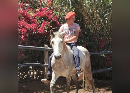Koń andaluzyjski, Wałach, 5 lat, 148 cm, Siwa