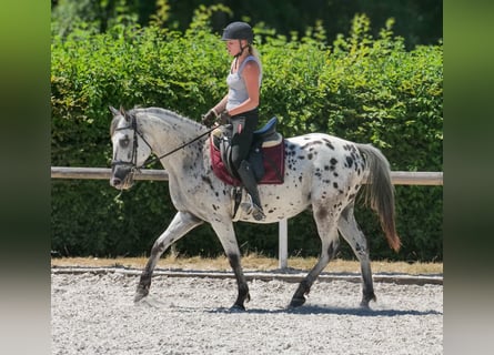 Koń andaluzyjski, Wałach, 5 lat, 155 cm, Tarantowata