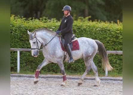 Koń andaluzyjski Mix, Wałach, 5 lat, 164 cm, Siwa