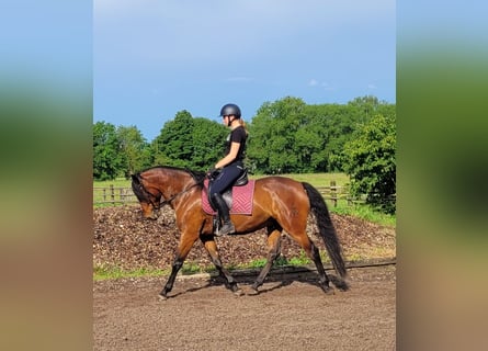 Koń andaluzyjski Mix, Wałach, 6 lat, 156 cm, Gniada