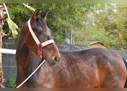 Koń andaluzyjski, Wałach, 6 lat, 158 cm, Ciemnogniada