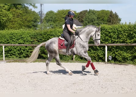 Koń andaluzyjski, Wałach, 6 lat, 158 cm, Siwa jabłkowita