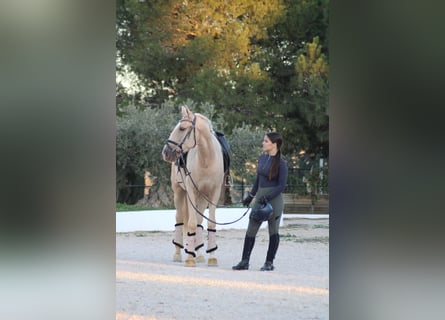 Koń andaluzyjski, Wałach, 6 lat, 160 cm, Izabelowata