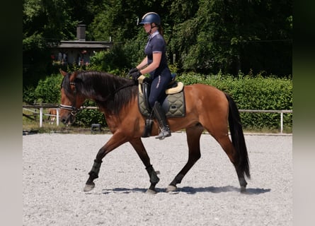 Koń andaluzyjski, Wałach, 6 lat, 160 cm, Jasnogniada