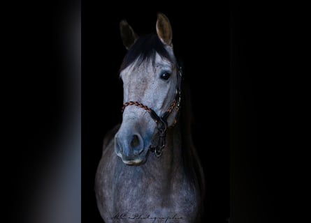 Koń andaluzyjski, Wałach, 6 lat, 160 cm, Kasztanowatodereszowata