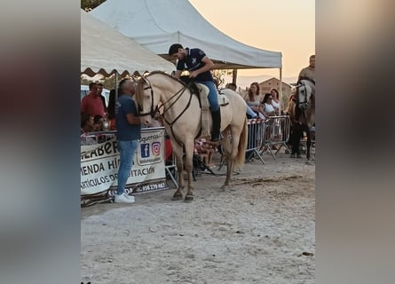 Koń andaluzyjski, Wałach, 6 lat, 165 cm, Szampańska