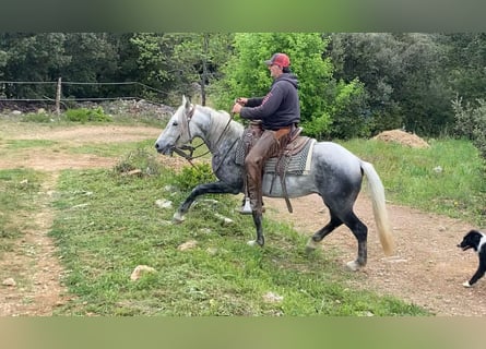 Koń andaluzyjski Mix, Wałach, 7 lat, 152 cm, Siwa jabłkowita