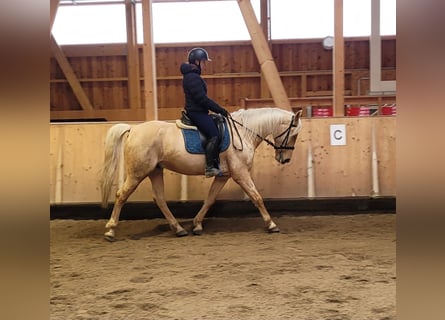 Koń andaluzyjski Mix, Wałach, 7 lat, 157 cm, Bułana