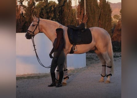 Koń andaluzyjski, Wałach, 7 lat, 160 cm, Izabelowata