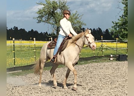 Koń andaluzyjski, Wałach, 7 lat, 161 cm, Cremello