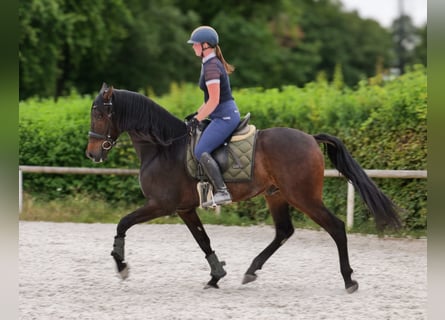 Koń andaluzyjski, Wałach, 7 lat, 162 cm, Gniada