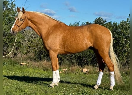 Koń andaluzyjski, Wałach, 8 lat, 163 cm, Izabelowata