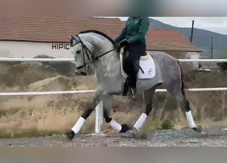 Koń andaluzyjski, Wałach, 8 lat, 165 cm, Siwa jabłkowita