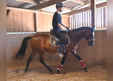 Koń andaluzyjski, Wałach, 8 lat
