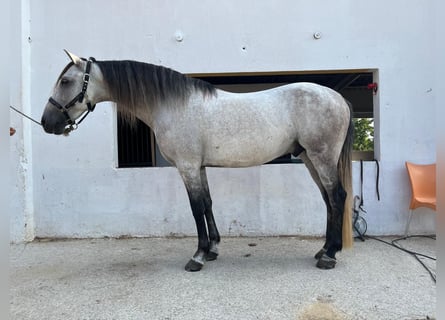 Koń andaluzyjski, Wałach, 9 lat, 159 cm, Siwa