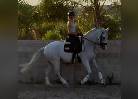 Koń andaluzyjski, Wałach, 9 lat, 170 cm, Siwa