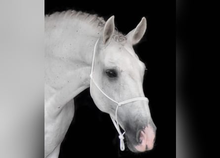 Koń andaluzyjski, Wałach, 10 lat, 157 cm, Siwa