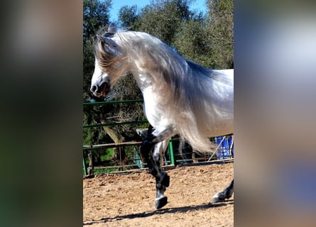 Koń andaluzyjski, Wałach, 11 lat, 159 cm, Siwa