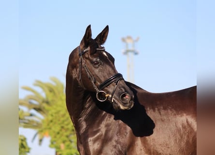 Koń andaluzyjski, Wałach, 11 lat, 163 cm, Kara