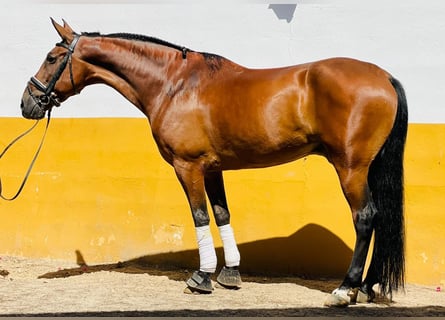 Koń andaluzyjski, Wałach, 12 lat, 158 cm, Gniada