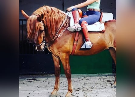 Koń andaluzyjski, Wałach, 12 lat, 164 cm, Ciemnokasztanowata