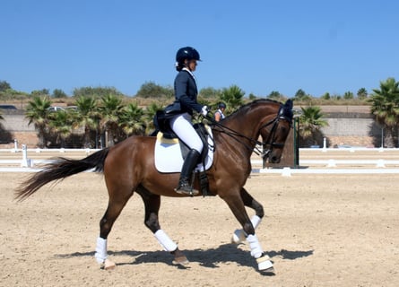 Koń andaluzyjski, Wałach, 14 lat, 166 cm, Gniada