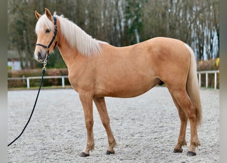 Koń andaluzyjski, Wałach, 3 lat, 148 cm, Izabelowata