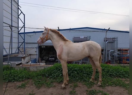 Koń andaluzyjski, Wałach, 3 lat, 157 cm, Cremello