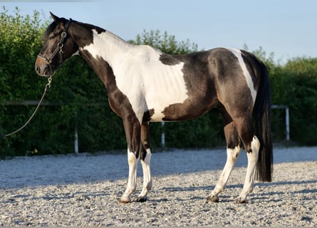 Koń andaluzyjski, Wałach, 3 lat, 157 cm, Srokata