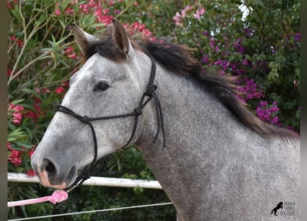 Koń andaluzyjski, Wałach, 3 lat, 159 cm, Siwa