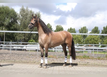 Koń andaluzyjski Mix, Wałach, 3 lat, 162 cm, Gniadodereszowata