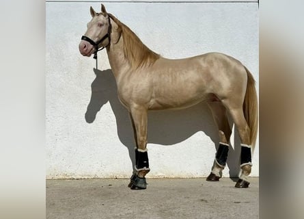 Koń andaluzyjski, Wałach, 3 lat, 165 cm, Perlino