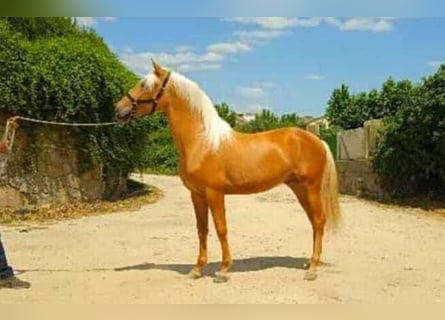 Koń andaluzyjski, Wałach, 3 lat, Izabelowata