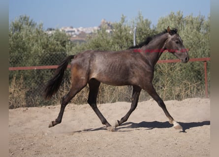 Koń andaluzyjski, Wałach, 3 lat, Siwa