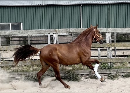 Koń andaluzyjski, Wałach, 4 lat, 152 cm, Kasztanowata