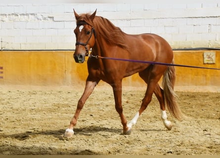 Koń andaluzyjski, Wałach, 4 lat, 154 cm, Kasztanowata