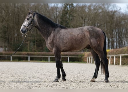 Koń andaluzyjski, Wałach, 4 lat, 154 cm, Siwa jabłkowita