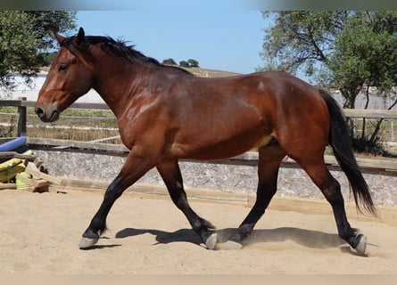 Koń andaluzyjski Mix, Wałach, 4 lat, 156 cm, Gniada