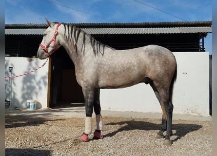Koń andaluzyjski, Wałach, 4 lat, 157 cm, Siwa