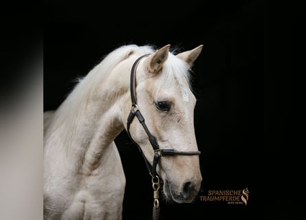 Koń andaluzyjski Mix, Wałach, 4 lat, 159 cm, Izabelowata