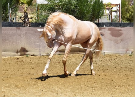 Koń andaluzyjski, Wałach, 4 lat, 160 cm, Perlino