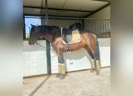 Koń andaluzyjski, Wałach, 4 lat, 163 cm, Ciemnogniada