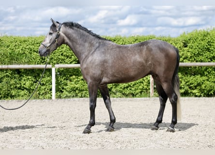 Koń andaluzyjski, Wałach, 5 lat, 157 cm, Stalowosiwy